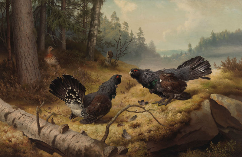 Les Grands Tétras combattant - Ferdinand von Wright