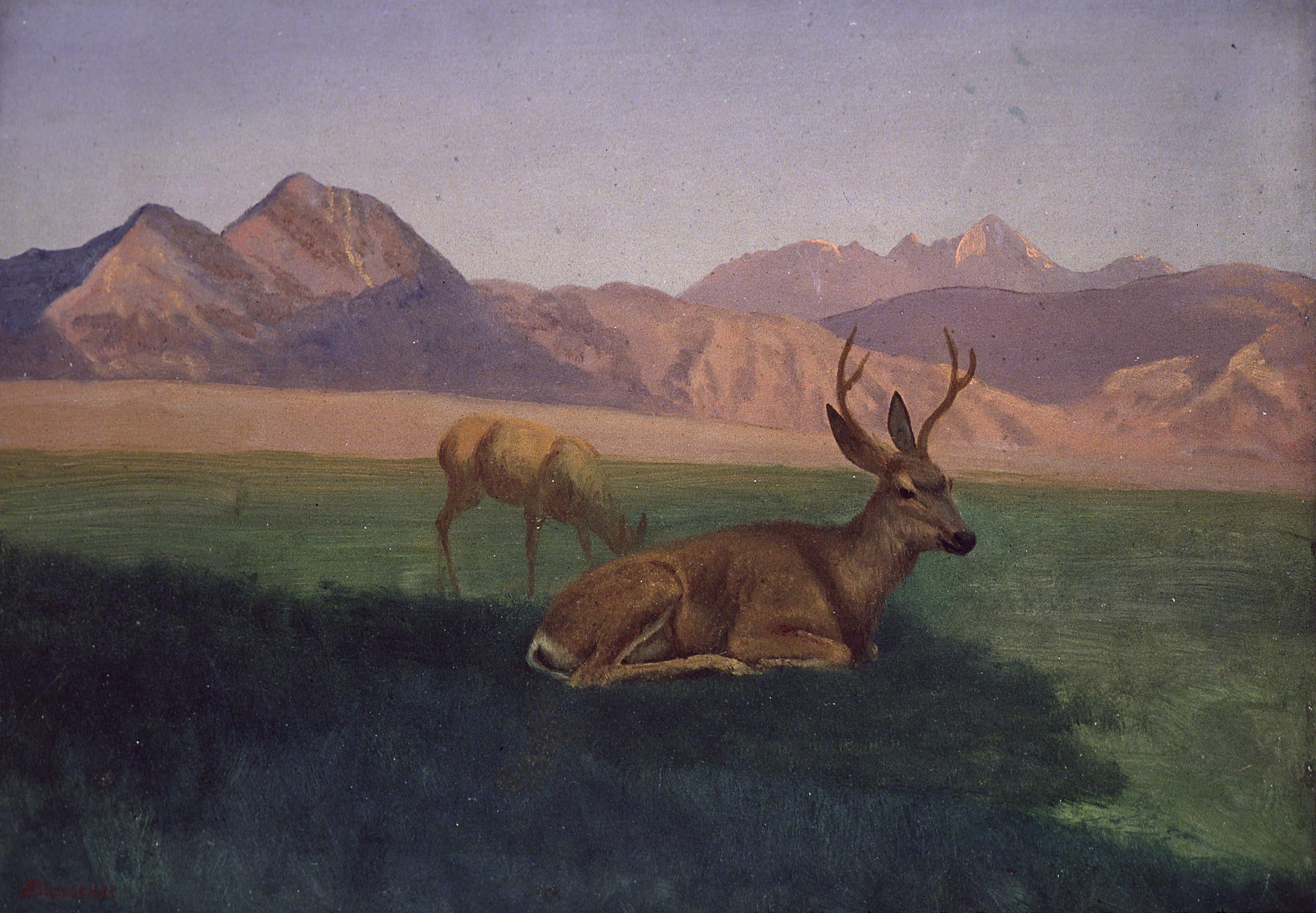 Cerf - Albert Bierstadt