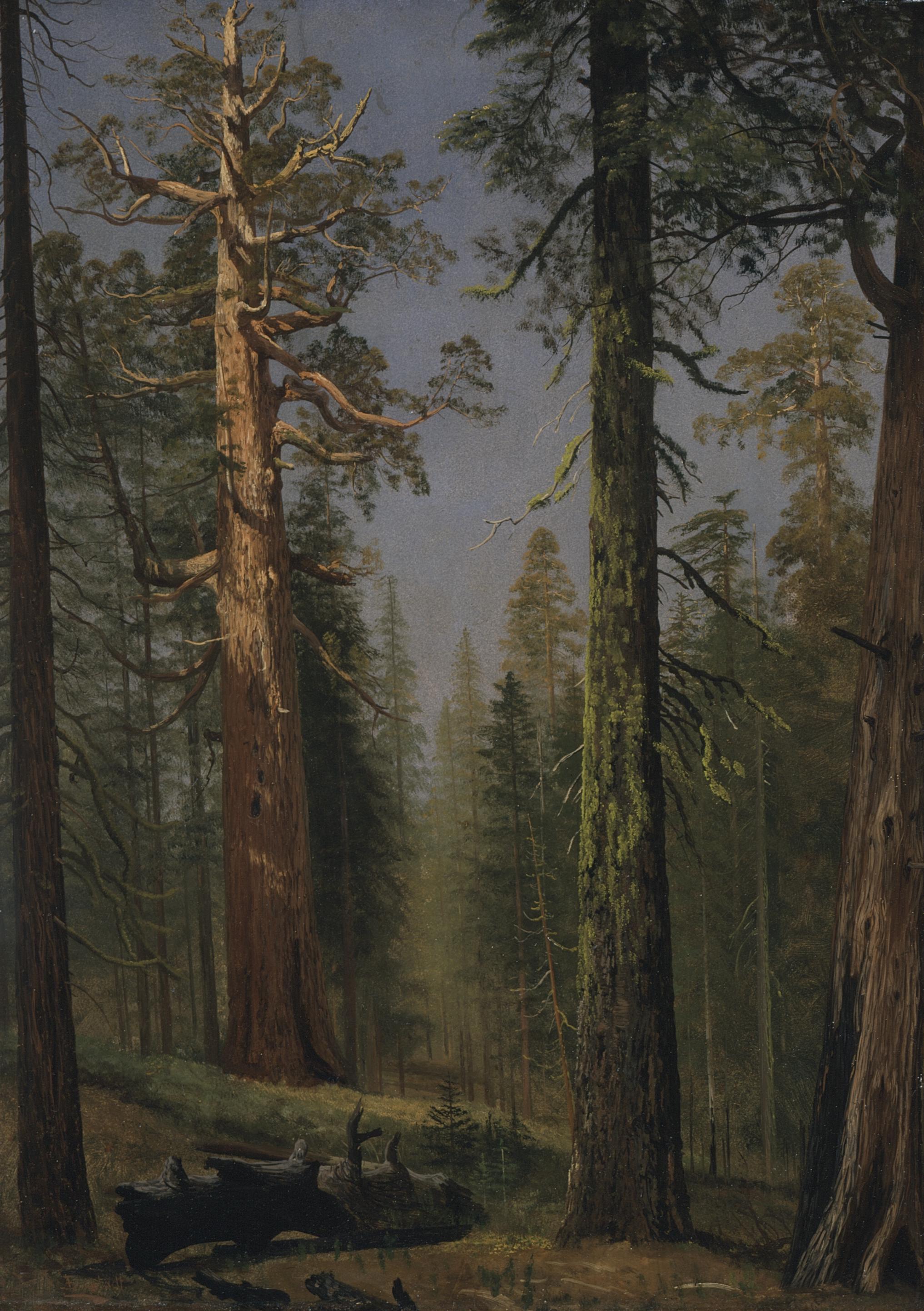 Le séquoia géant Grizzly, Mariposa Grove, Californie - Albert Bierstadt