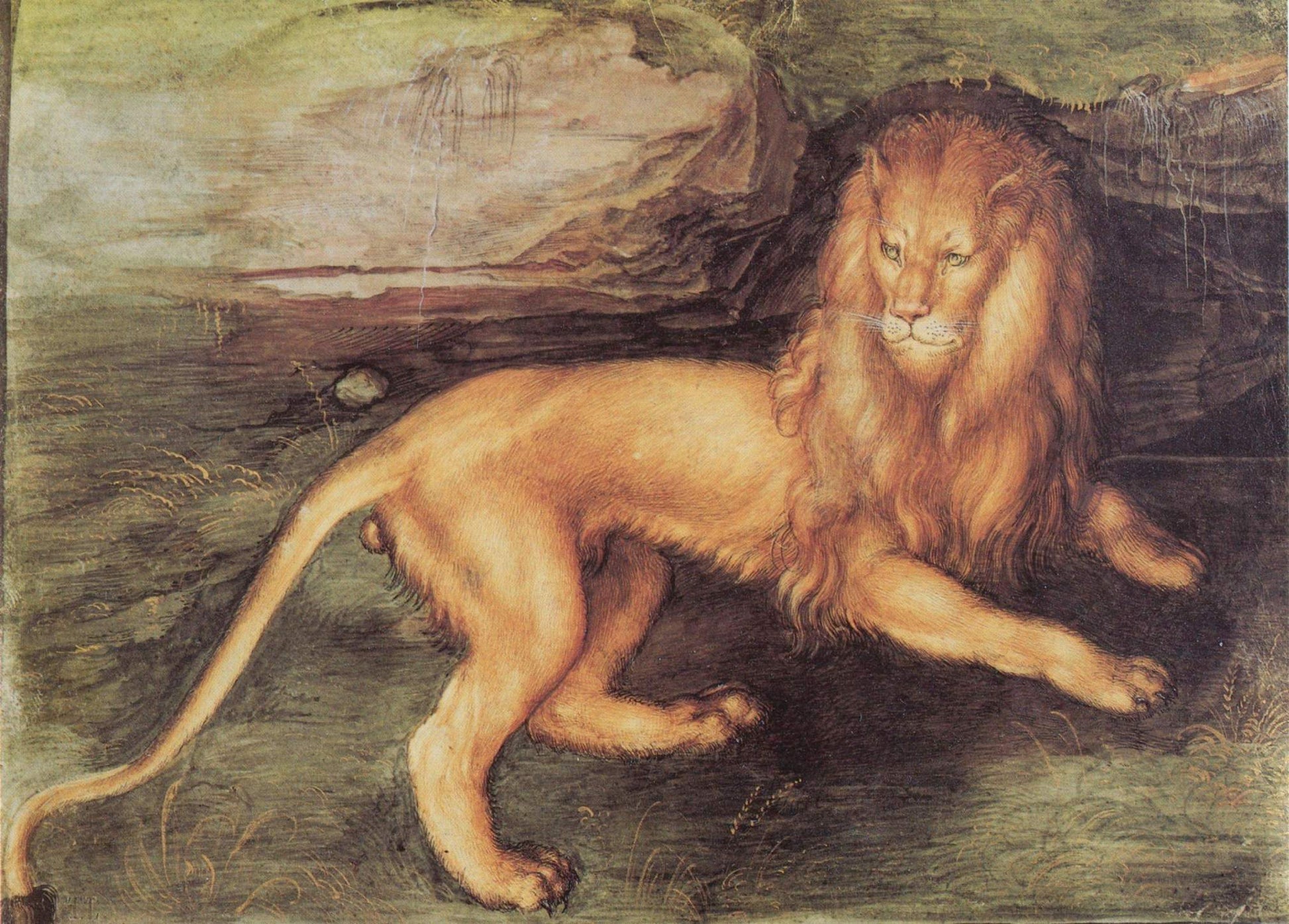 Løve - Albrecht Dürer