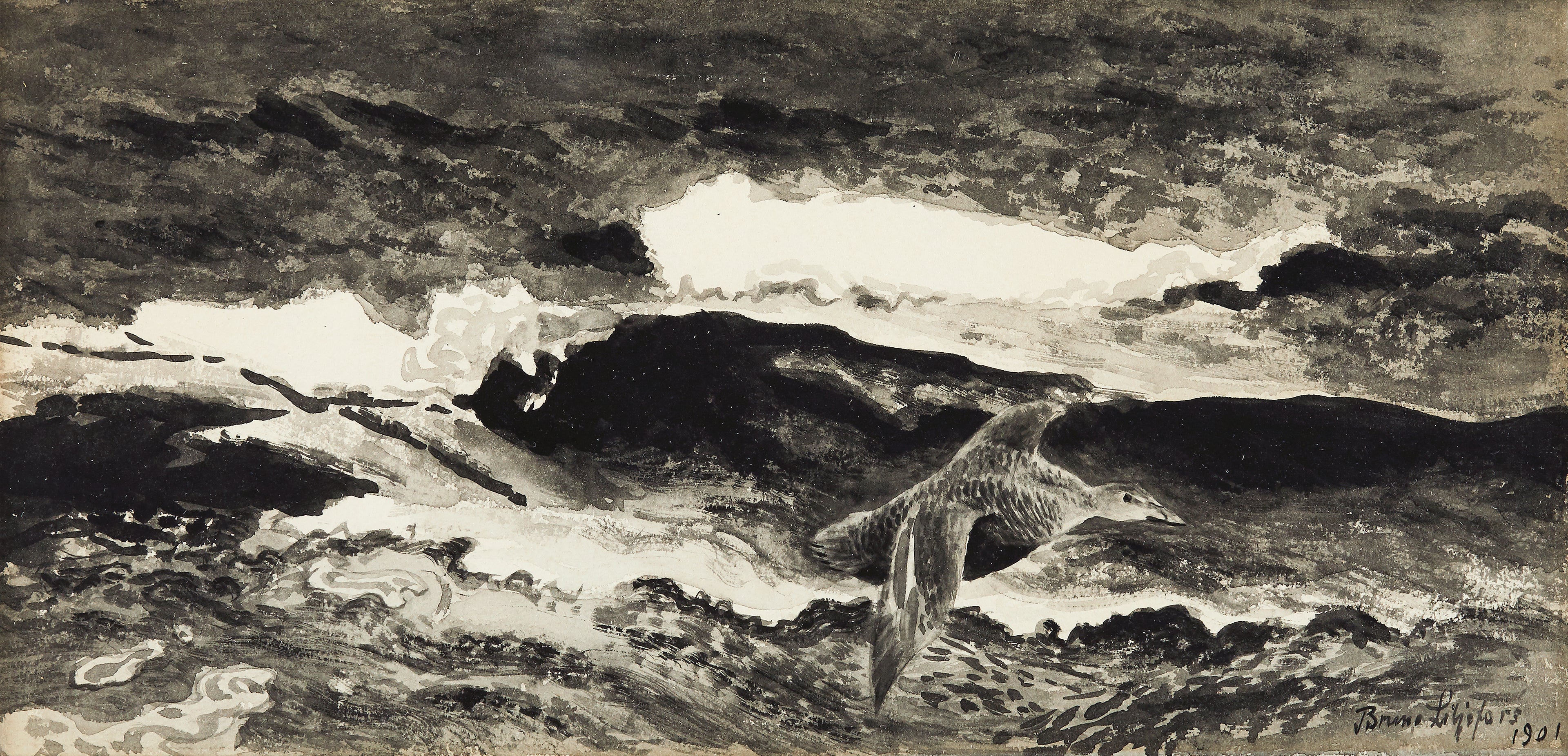 eider femelle s'étirant - Bruno Liljefors