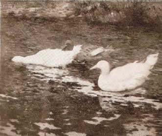 Patinhos - Estudo - Eliseu Visconti