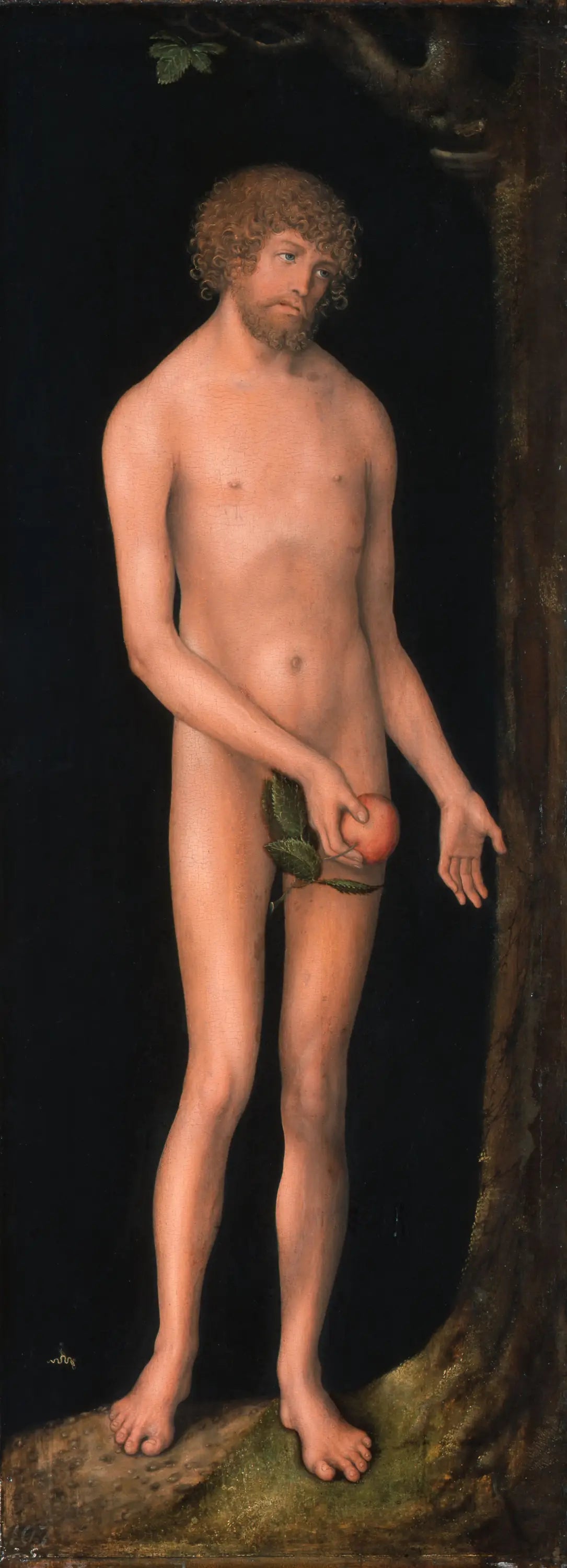 Adam - Lucas Cranach the Elder - Alpha Reproduction