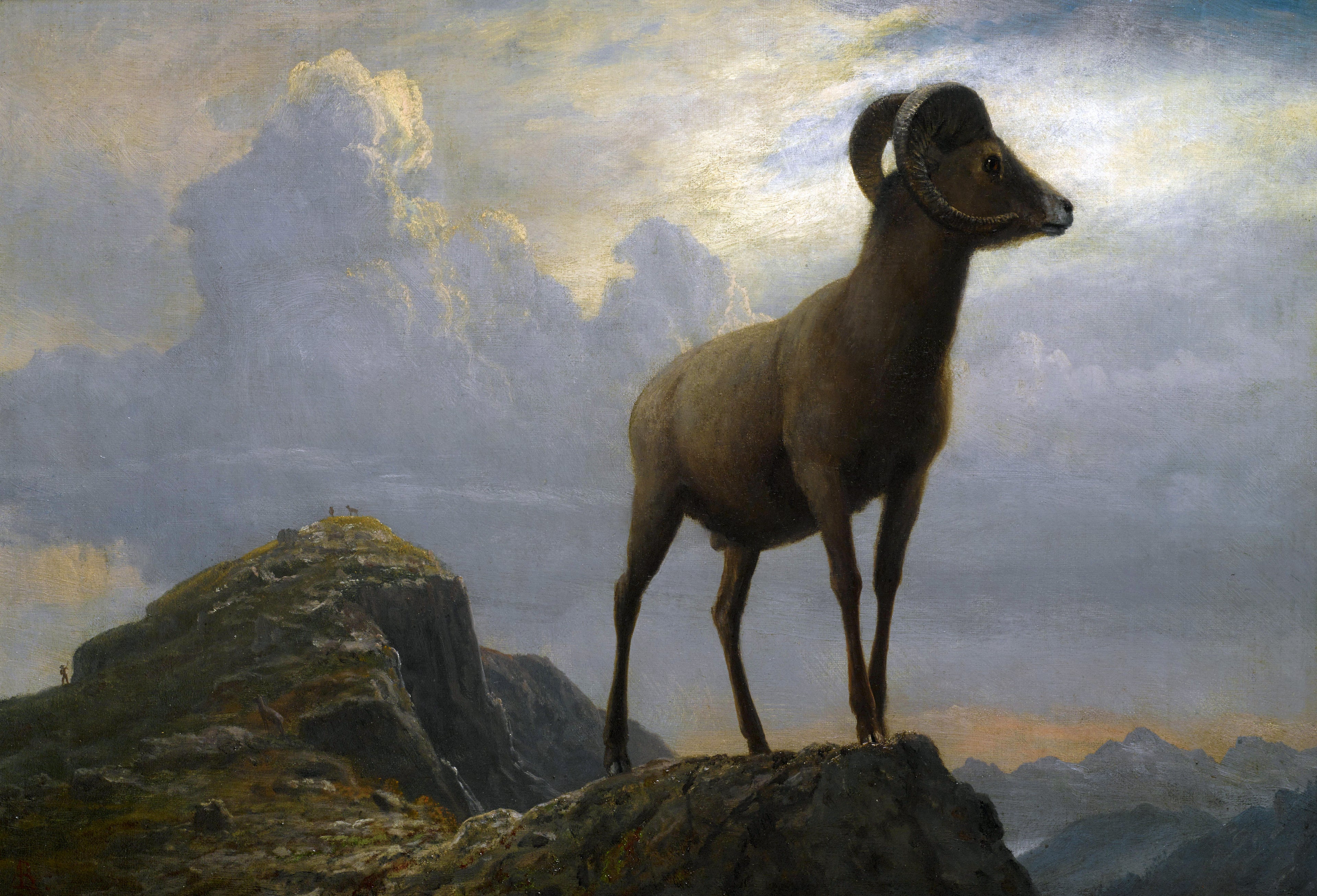 Étude d'un bélier d'Amérique - Albert Bierstadt