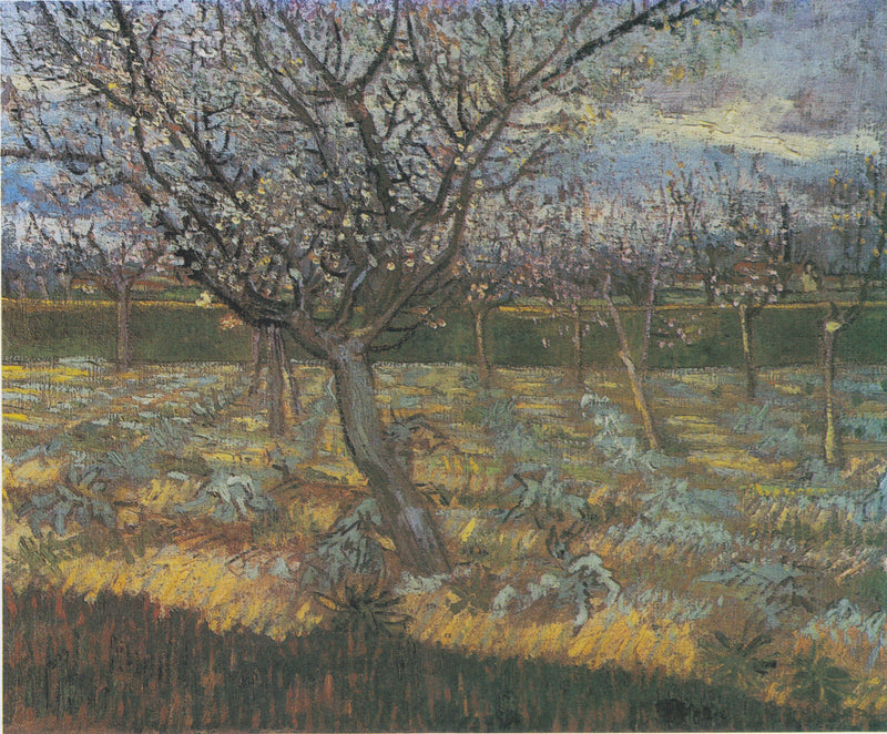 Blomstrende aprikoser - Vincent van Gogh