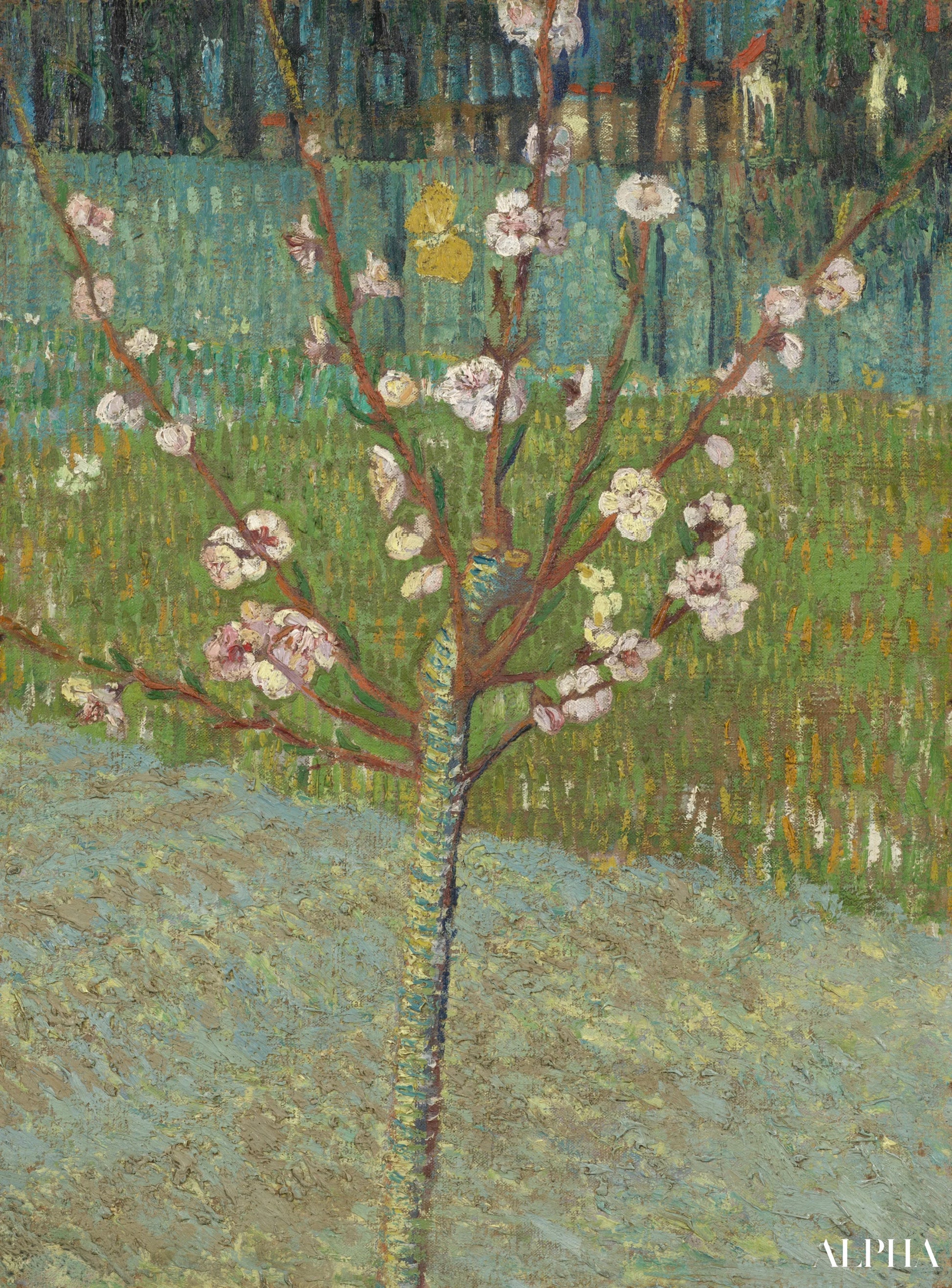 Amandeltre i blomst - Van Gogh - Høykvalitets reproduksjoner av malerier og bilder