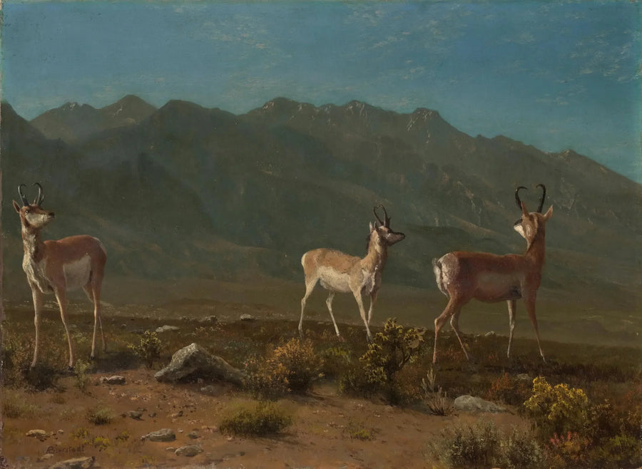 Antilope (Antilope fra Arizona) - Albert Bierstadt

Source:
Antilope (Antilope de l'Arizona) - Albert Bierstadt