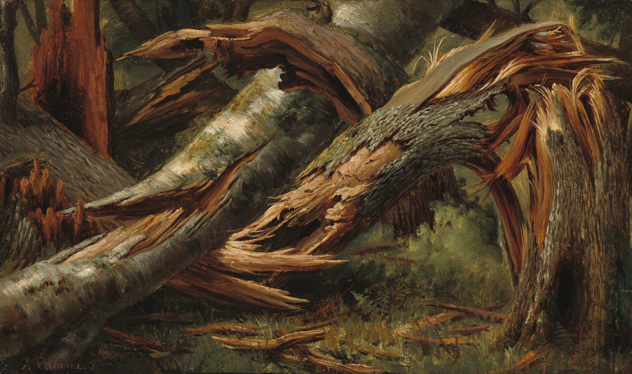 Arbre tombé - Alexandre Calame