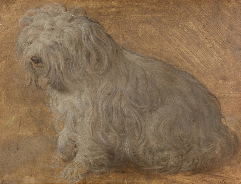 Bichon malteser - Titian
