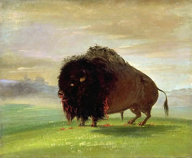 Skadet bison, som sprer sitt blod over præriene - George Catlin

Source:
Bison blessé, répandant son sang sur les prairies - George Catlin