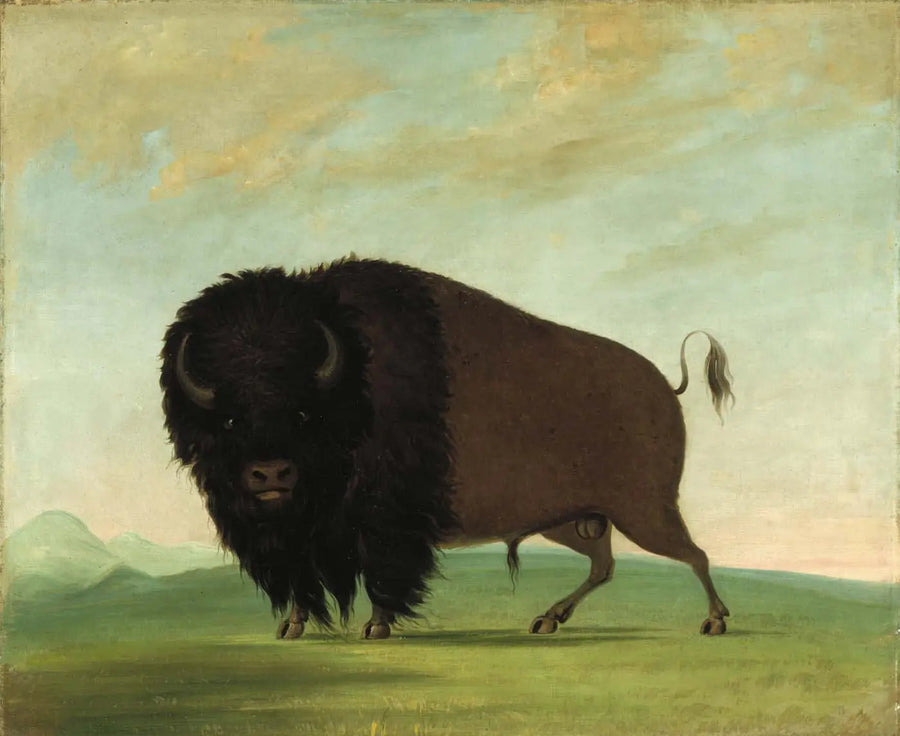 Hannbuffle som beiter på engen - George Catlin

Source:
Buffle mâle broutant dans la prairie - George Catlin