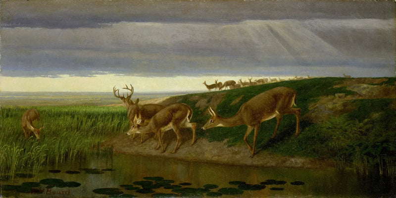Geit i engen - William Holbrook