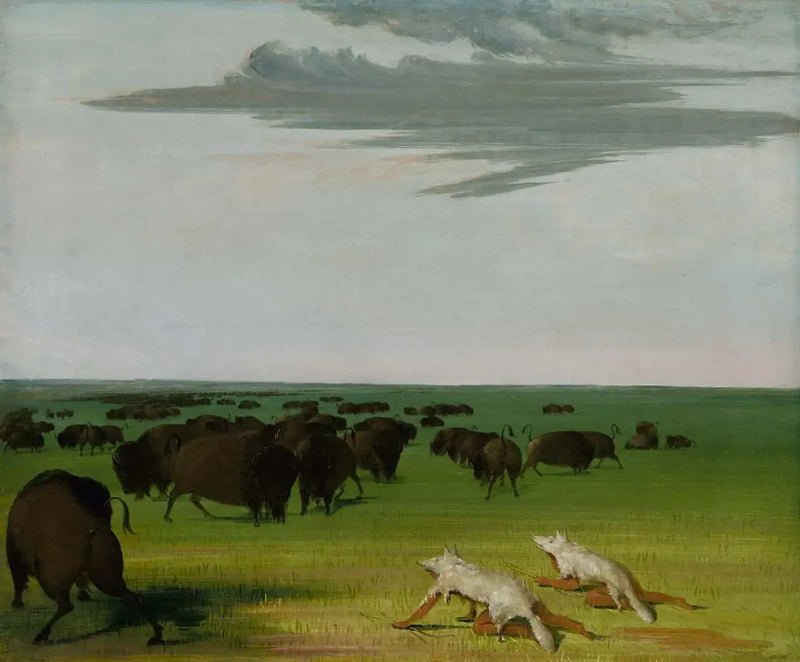 Bisonsjakt under ulvemasken - George Catlin

Source:
Chasse au bison sous le masque de peau de loup - George Catlin