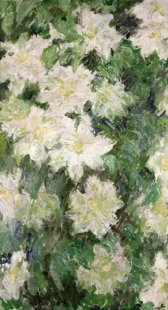 Hvit klematis W1144 - Claude Monet
