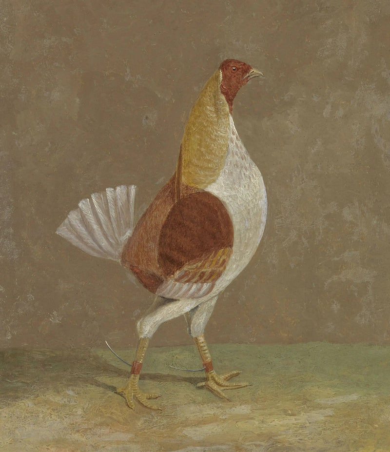 Kamphøner: en kamphøne med lys bryst, vendt mot høyre - John Frederick Herring, Sr.

Source:
Coqs de combat : un coq de combat à poitrine pâle, tourné vers la droite - John Frederick Herring, Sr.