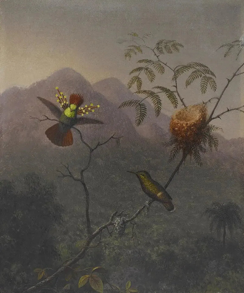 Kjempestor fløyelsmyk - Martin Johnson Heade

Source:
Coquette touffue - Martin Johnson Heade