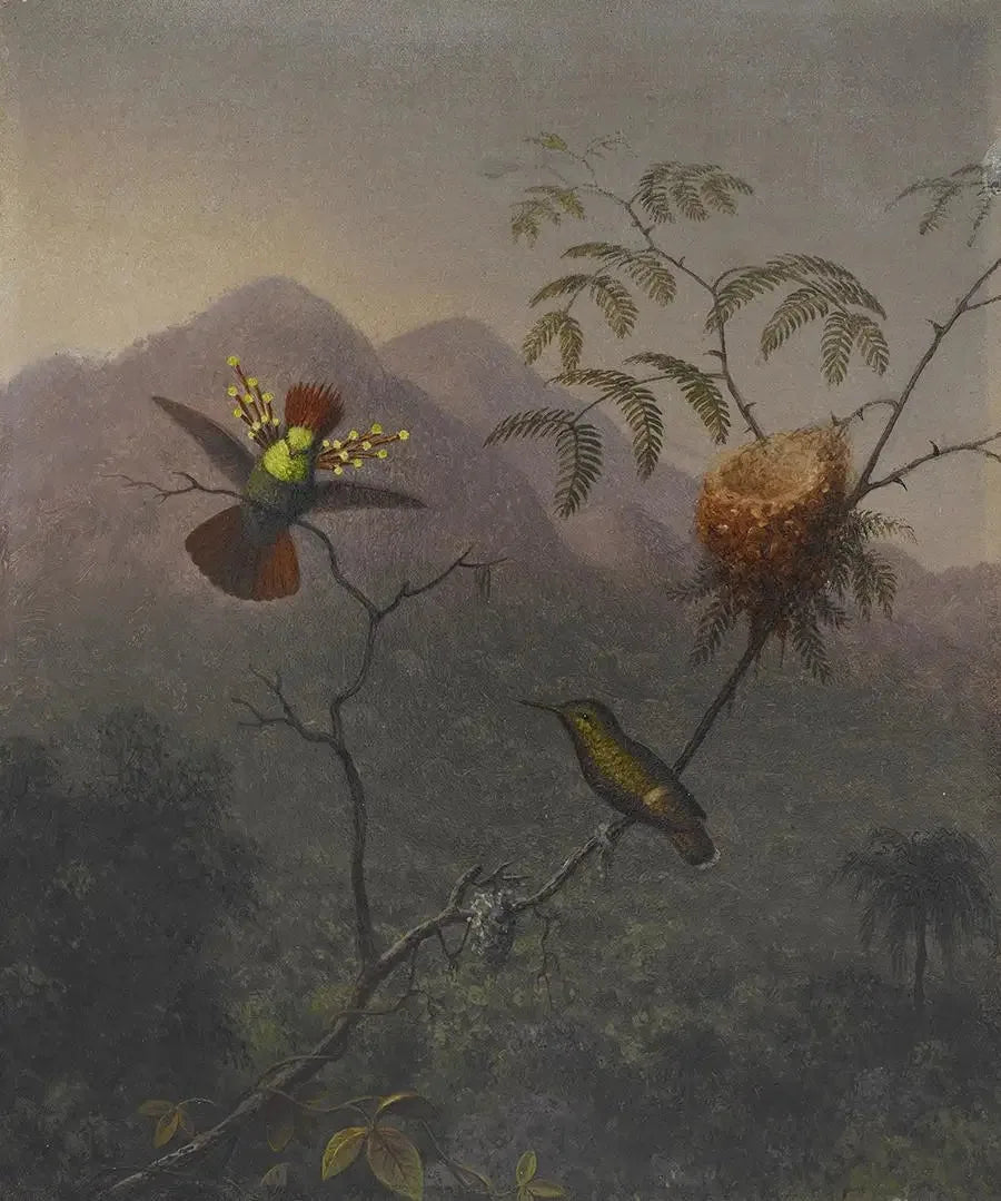 Kjempestor fløyelsmyk - Martin Johnson Heade

Source:
Coquette touffue - Martin Johnson Heade