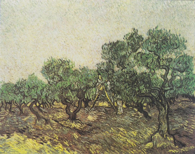 Olivenplukking - Vincent van Gogh
