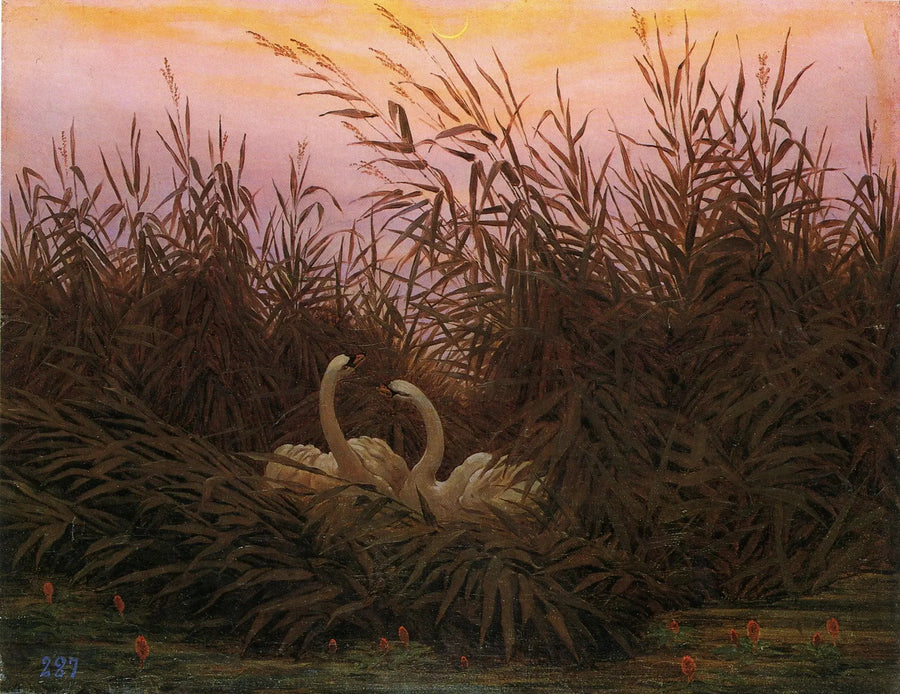 Svaner i sivene ved den første gryden - Caspar David Friedrich
