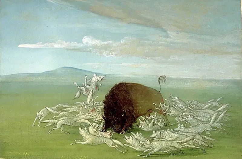 Hvite ulver angriper en hann bison - George Catlin

Source:
Des loups blancs attaquent un bison mâle - George Catlin