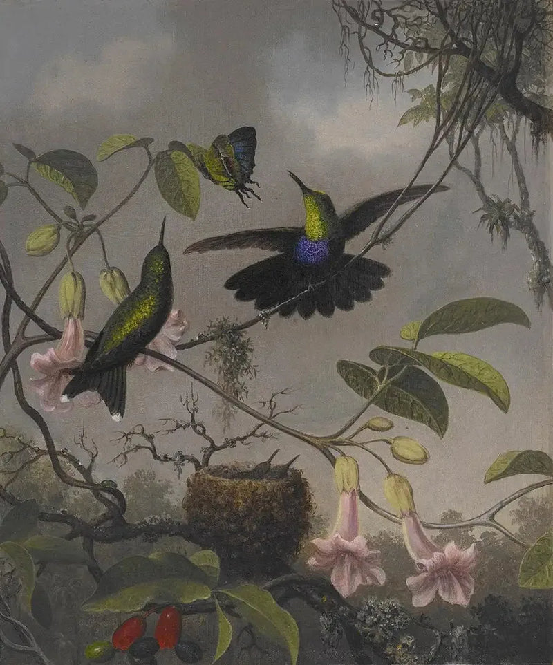Dryade med haleflammende hale - Martin Johnson Heade

Source:
Dryade à queue fourchue - Martin Johnson Heade