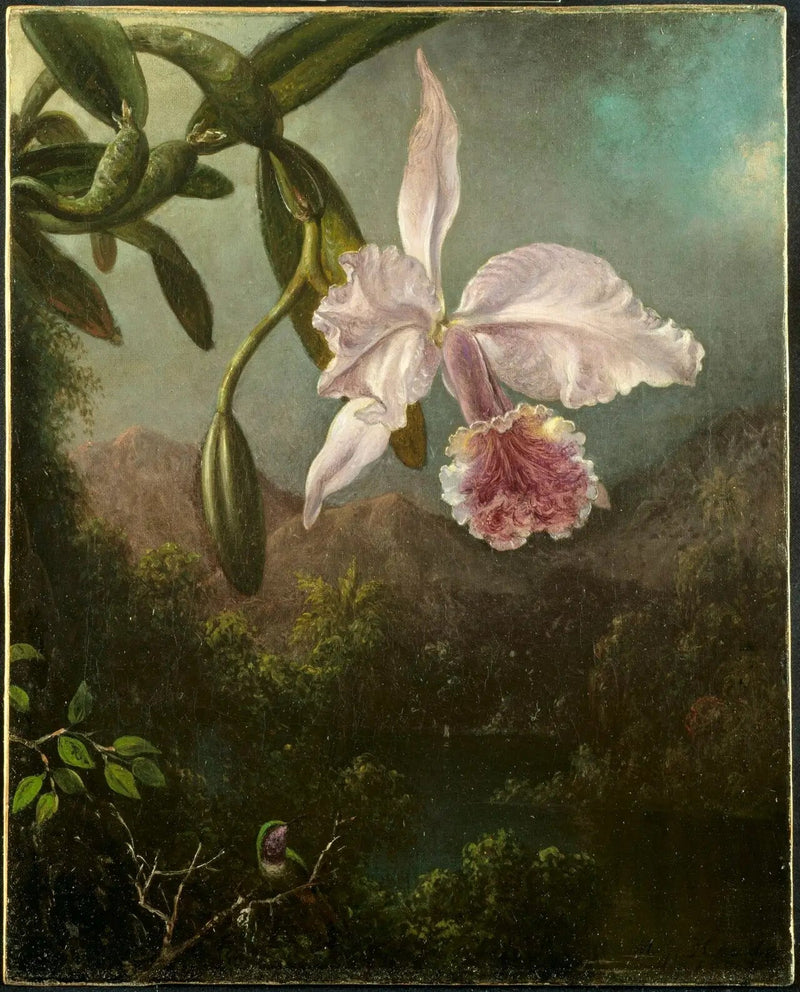 Orkidéblomster - Martin Johnson Heade

Source:
Fleurs d'orchidées - Martin Johnson Heade