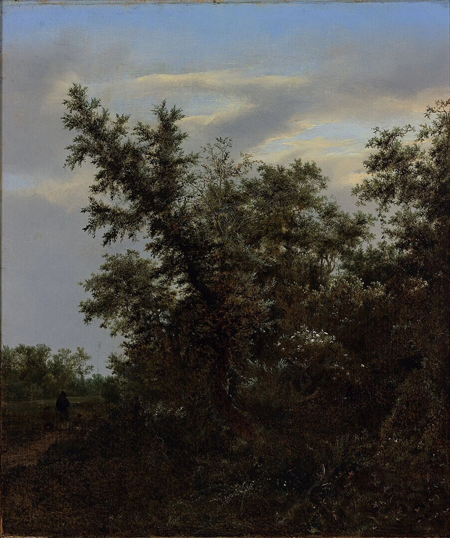 Vue de forêt du musée Boijmans Van Beuningen - Jacob van Ruisdael