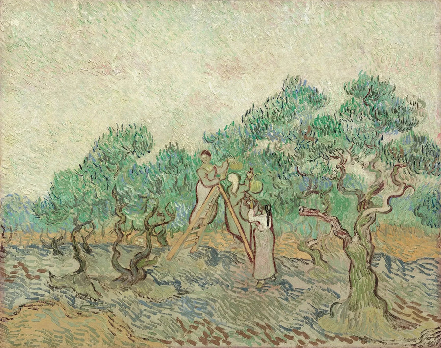 Olivenplukking - Vincent van Gogh