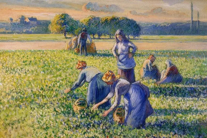 Erteplukking - Camille Pissarro