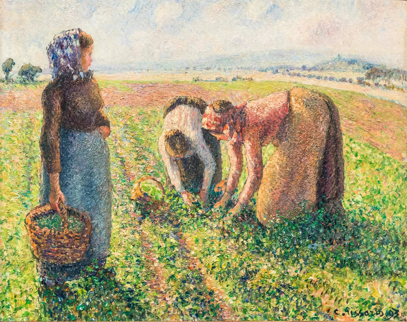 Erteplukking, Éragny - Camille Pissarro