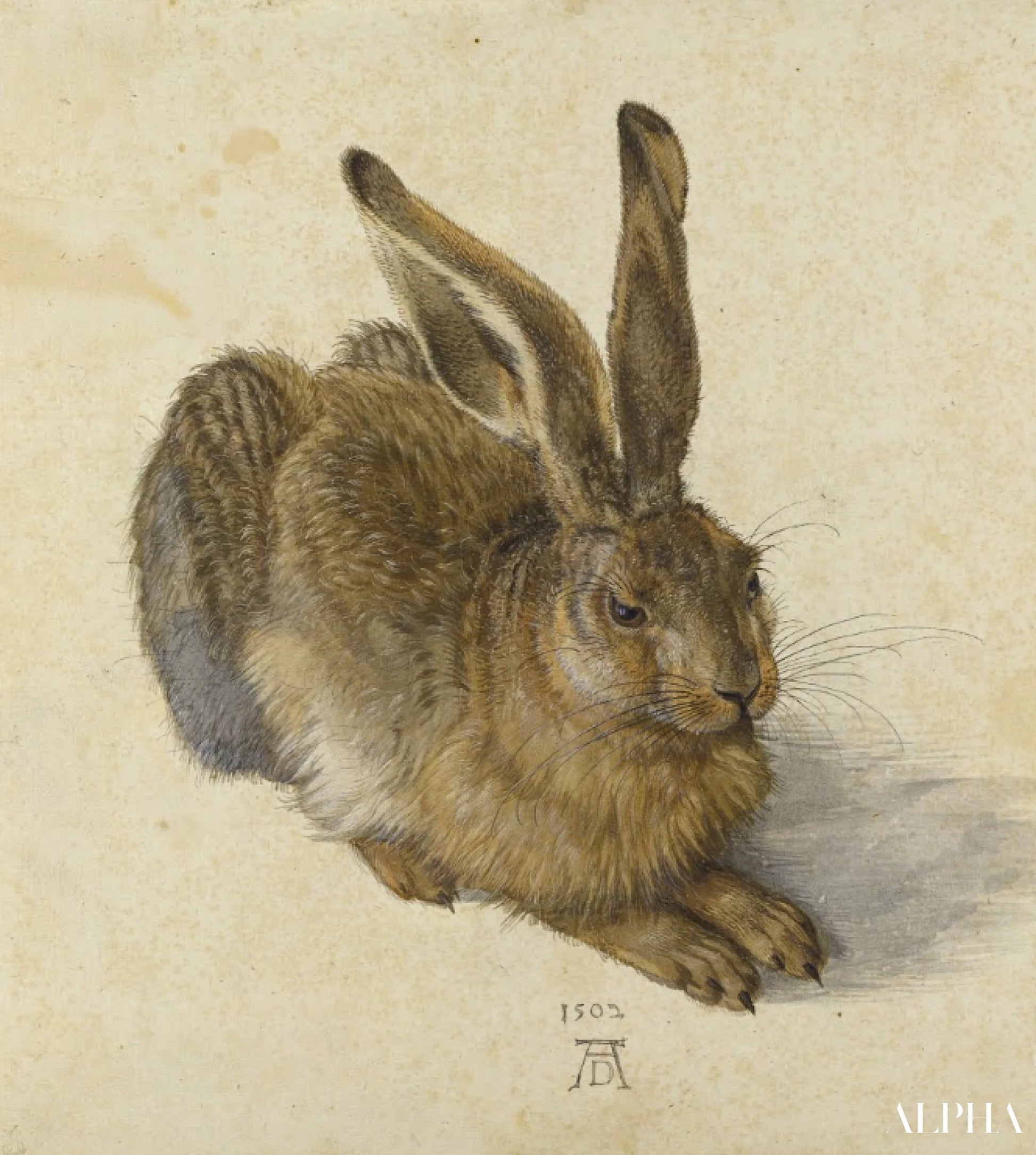 Reproduction du tableau « Le Lièvre - Albrecht Dürer » par Alpha Reproduction en peinture à l’huile