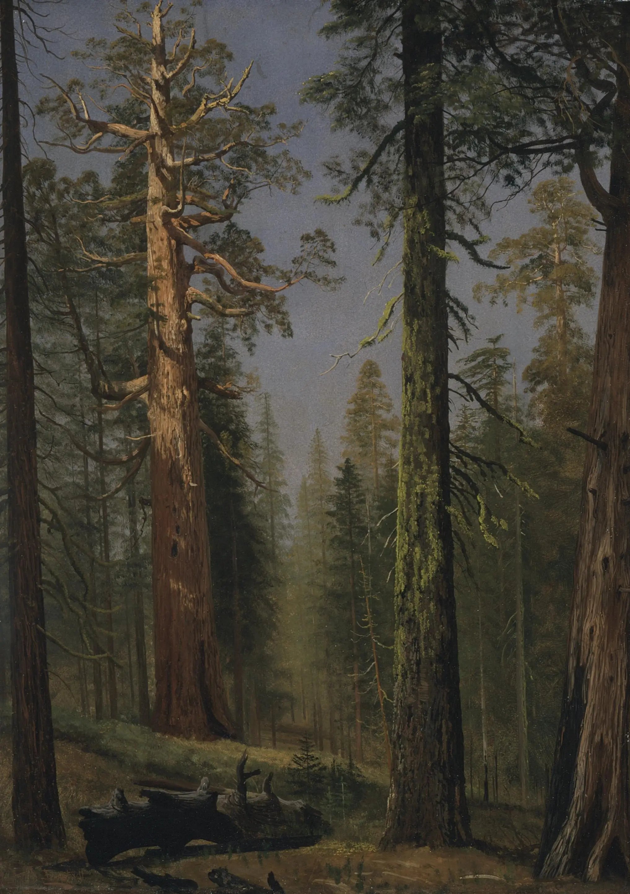 Le séquoia géant Grizzly Mariposa Grove Californie - Albert Bierstadt - Alpha Reproduction