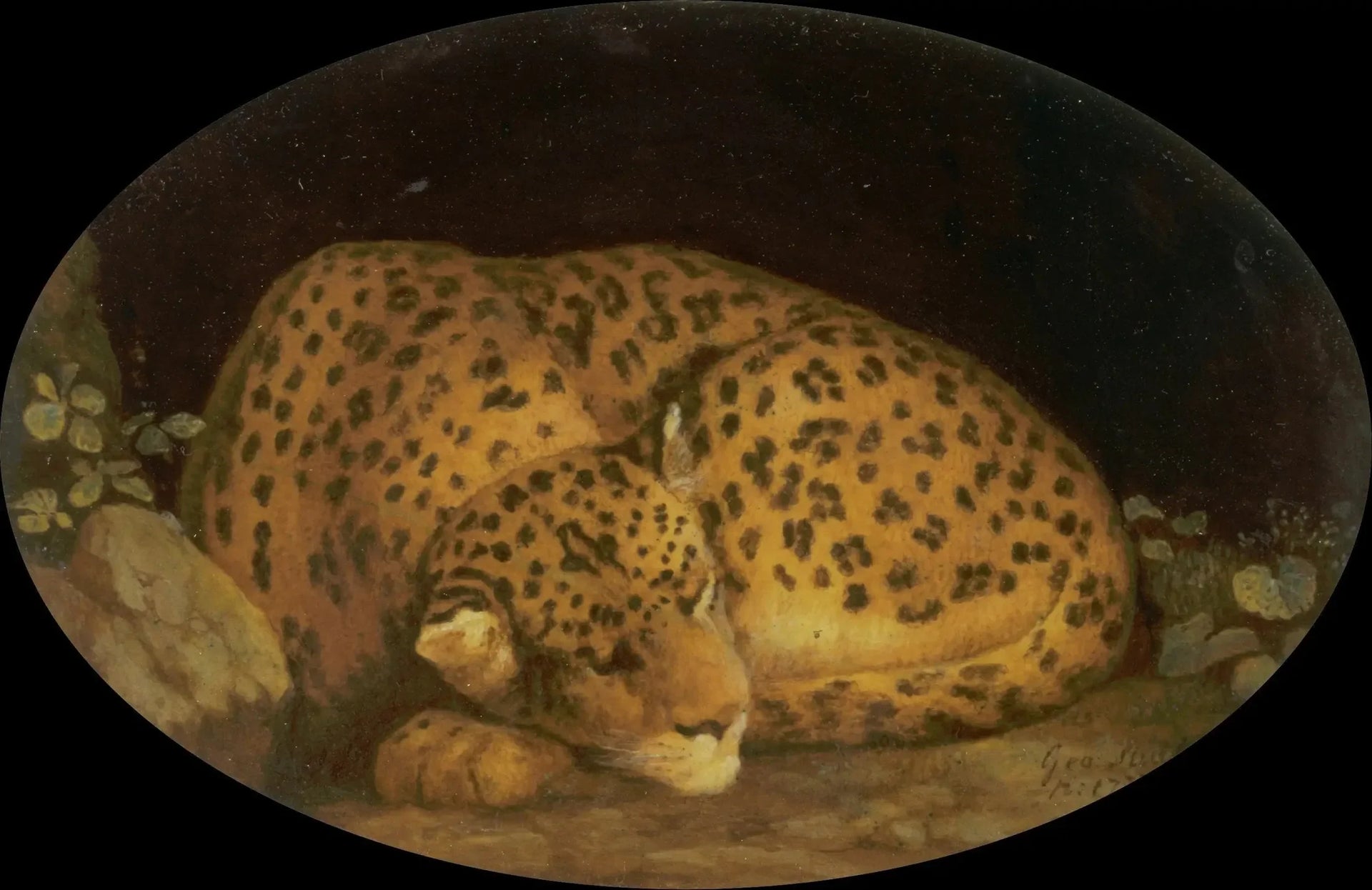 Léopard endormi - George Stubbs image 1 copie peinte à la main à l’huile