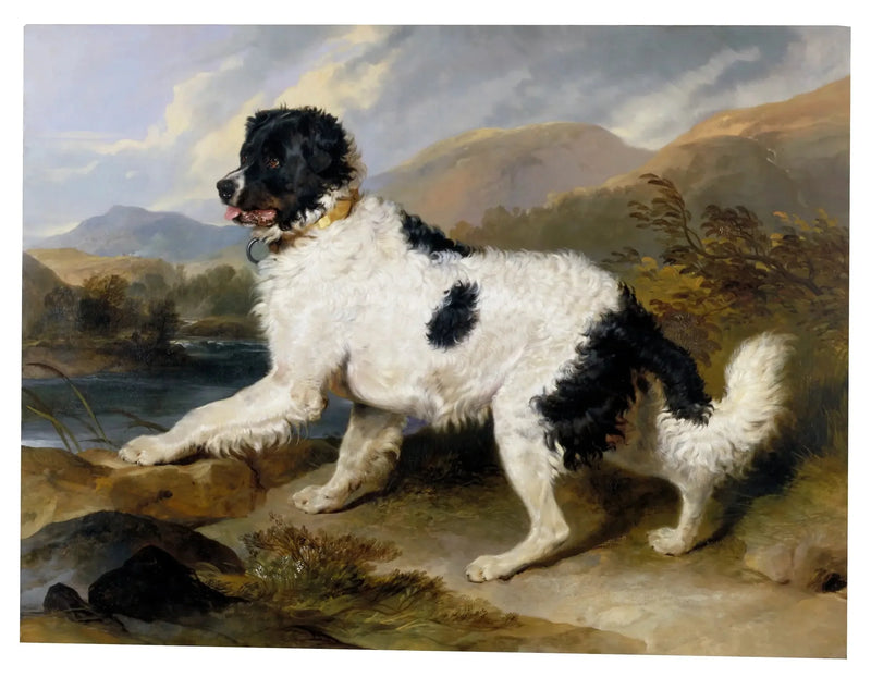 Løve', en Newfoundland-hund - Edwin Henry Landseer

Source:
Lion', un chien de Terre-Neuve - Edwin Henry Landseer
