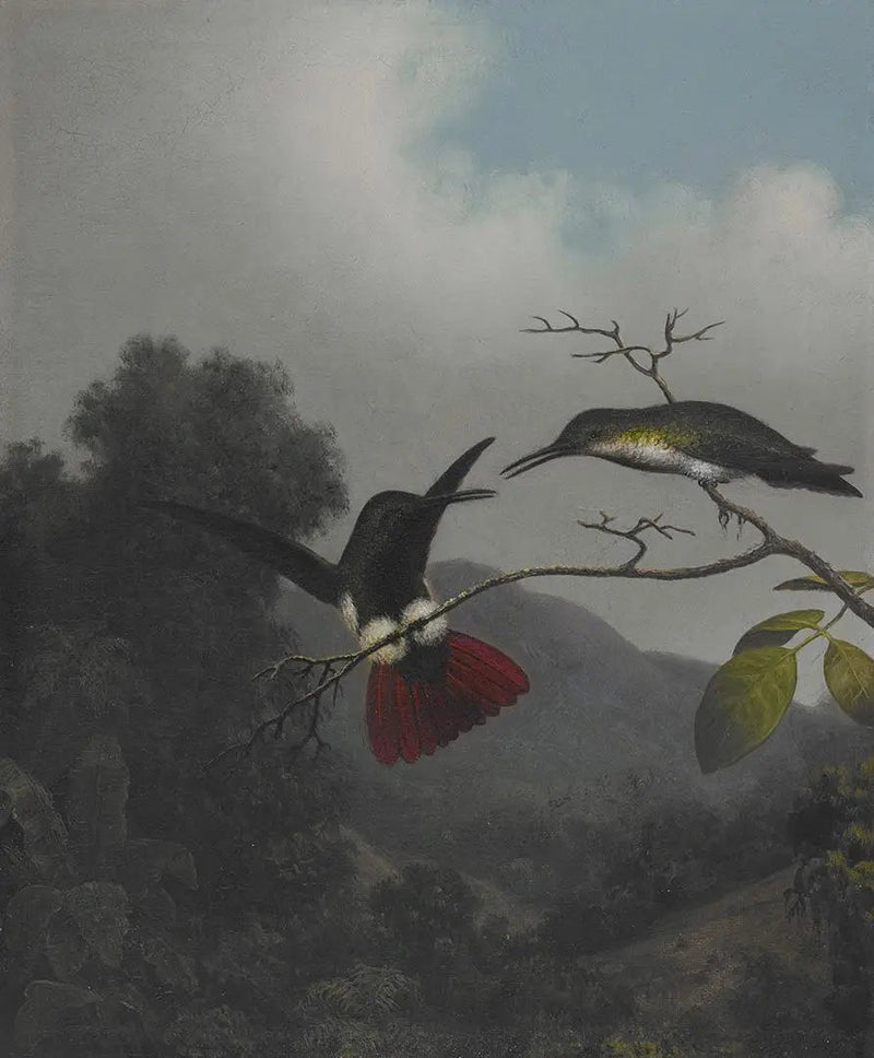 Mangoe med svart hals - Martin Johnson Heade

Source:
Mangue à gorge noire - Martin Johnson Heade