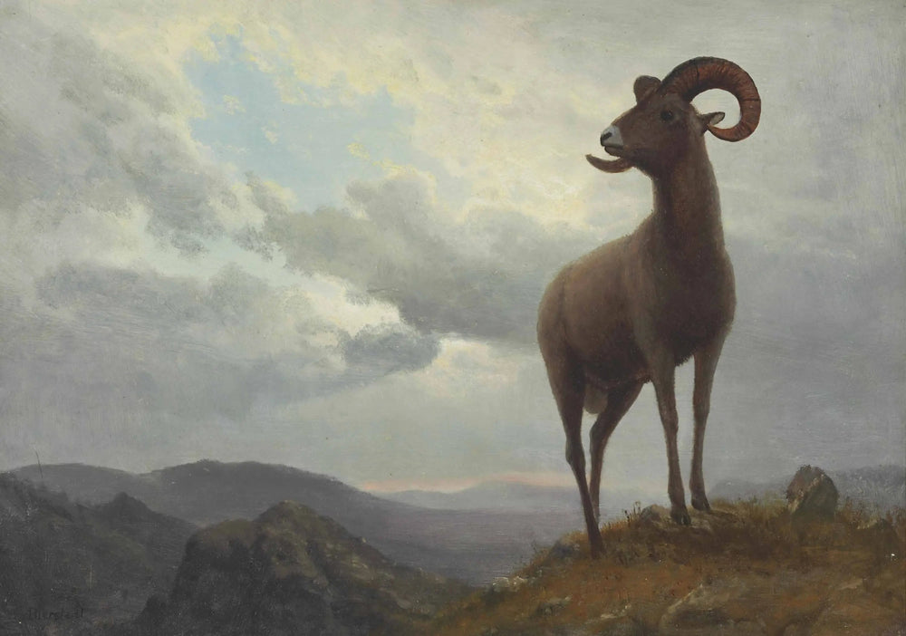 Mouton à longues cornes - Albert Bierstadt image 1 copie de tableau peinte à la main