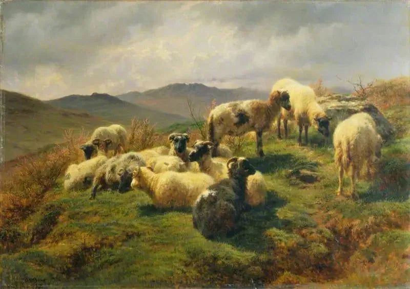 Sauene i Highlands - Rosa Bonheur