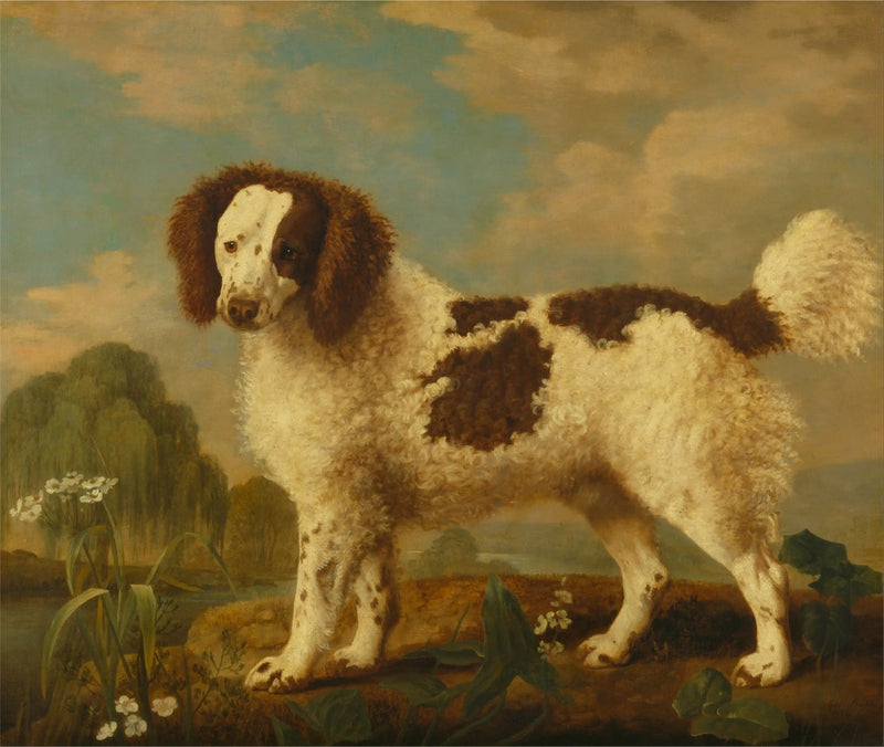 Norfolk- eller vannspaniel brun og hvit - George Stubbs

Source:
Norfolk ou Water Spaniel brun et blanc - George Stubbs