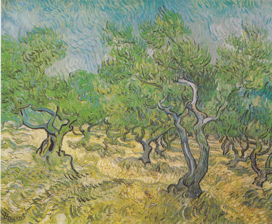 Olivengård - Vincent van Gogh