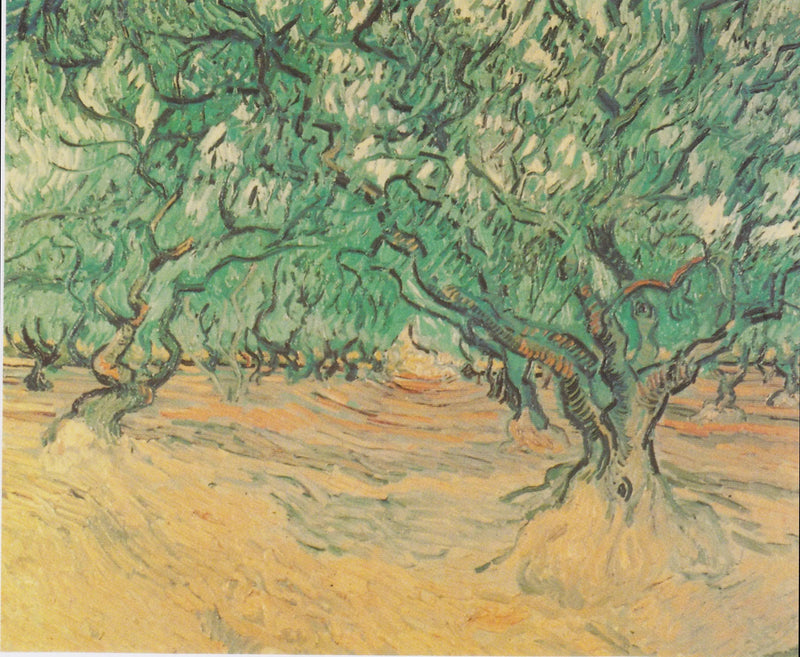 Oliventre - Vincent van Gogh