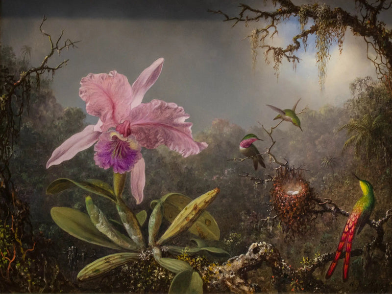 Orkidé Cattleya og tre kolibrier - Martin Johnson Heade

Source:
Orchidée Cattleya et trois colibris - Martin Johnson Heade