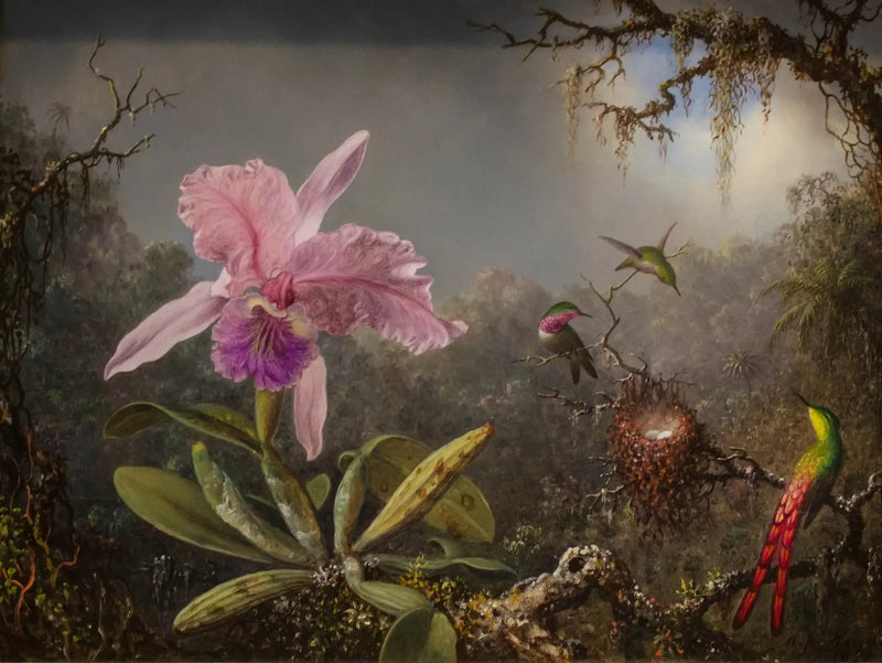 Orkidé Cattleya og tre kolibrier - Martin Johnson Heade

Source:
Orchidée Cattleya et trois colibris - Martin Johnson Heade