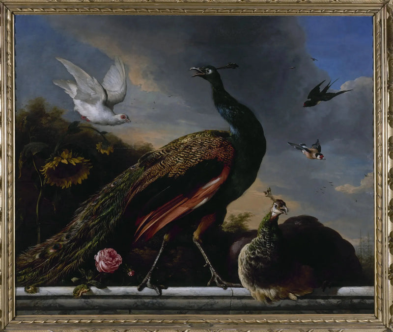 Påfugler, hann og hunn - Melchior de Hondecoeter