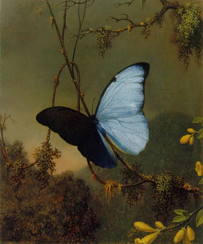 Papillon Morpho blå - Martin Johnson Heade

Source:
Papillon Morpho bleu - Martin Johnson Heade