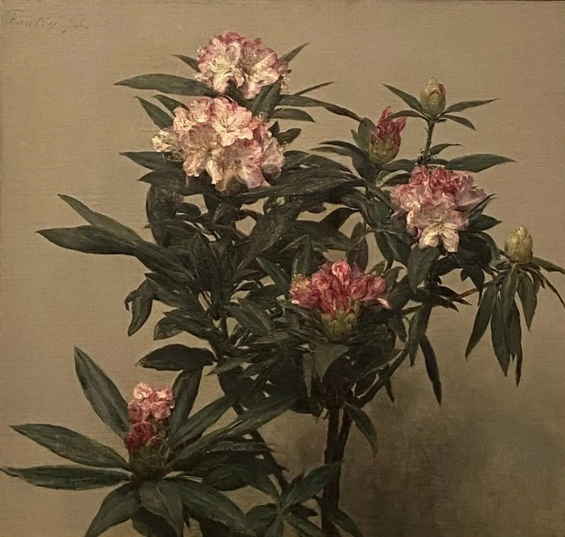 Rhododendroner - Henri Fantin-Latour

Source:
Rhododendrons - Henri Fantin-Latour