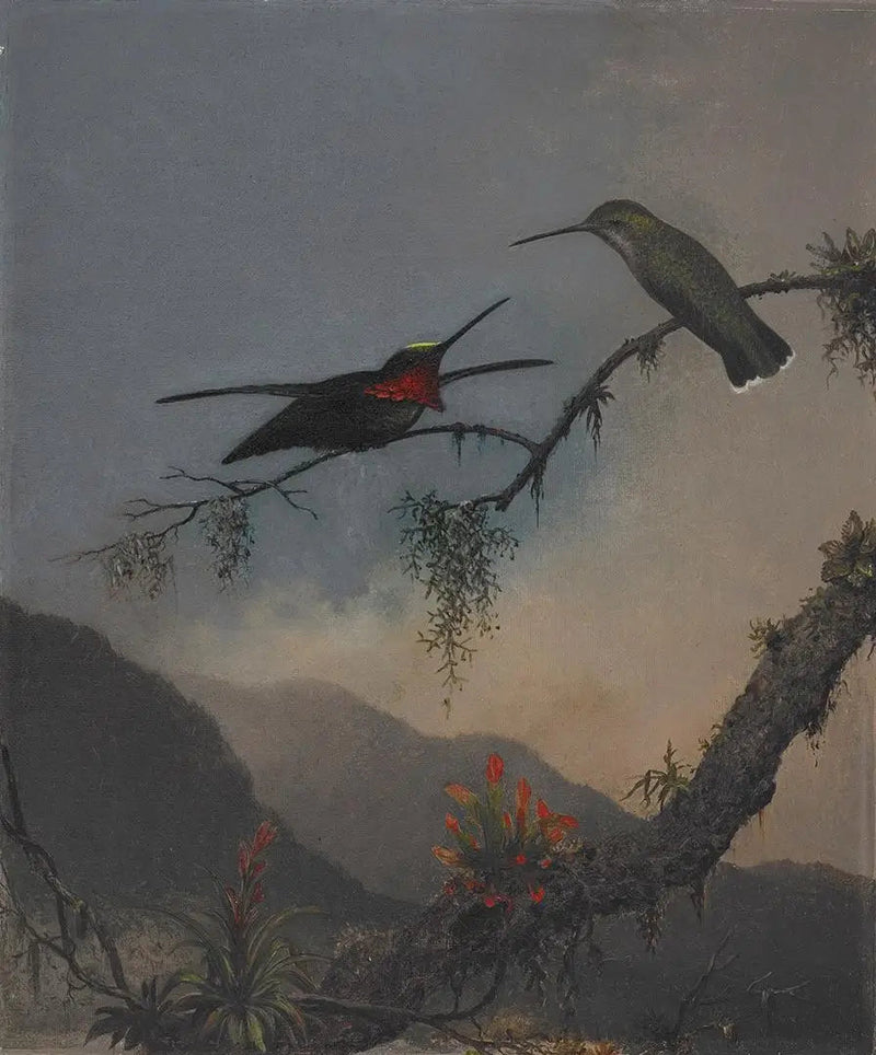 Starthroat med stripet bryst - Martin Johnson Heade

Source:
Starthroat à poitrine rayée - Martin Johnson Heade