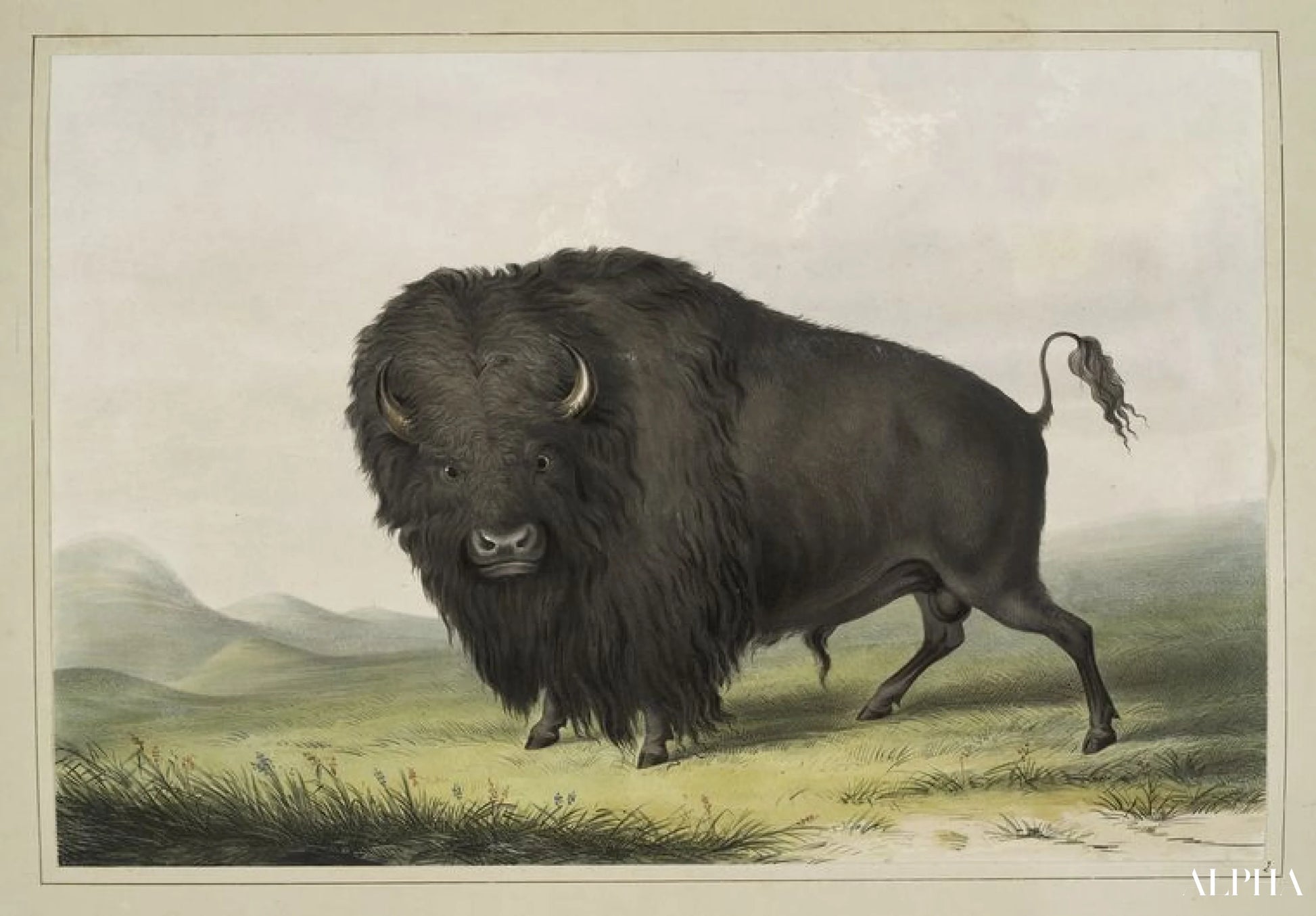 Buffalo Bull Grazing - George Catlin - Høykvalitets reproduksjoner av malerier og bilder