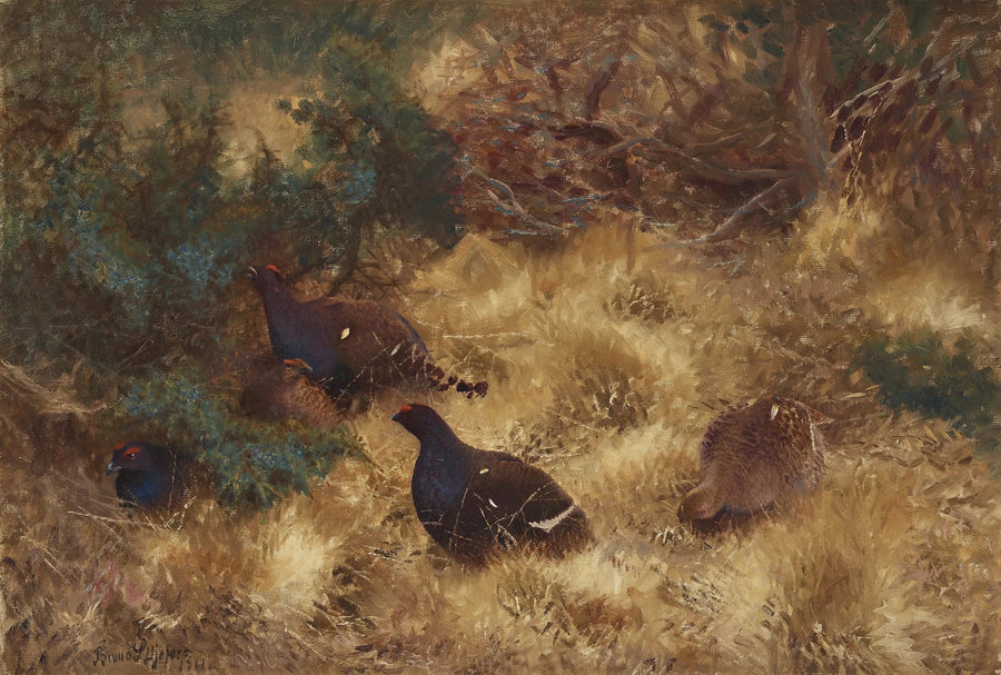 Tétras lyre en automne - Bruno Liljefors