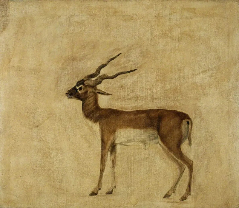 En antilope cervicapre - George Stubbs

Source:
Un antilope cervicapre - George Stubbs