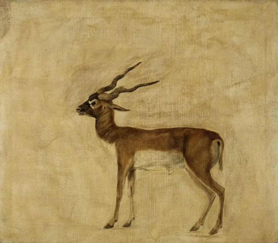 En antilope cervicapre - George Stubbs

Source:
Un antilope cervicapre - George Stubbs